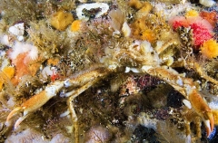 Graceful Kelp Crab (Pugettia gracilis) Graceful Kelp Crab (Pugettia gracilis)