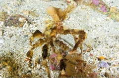 Longhorn Decorator Crab (Chorilia longipes) Longhorn Decorator Crab (Chorilia longipes)