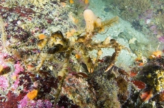 Longhorn Decorator Crab (Chorilia longipes) Longhorn Decorator Crab (Chorilia longipes)