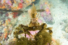 Longhorn Decorator Crab (Chorilia longipes) Longhorn Decorator Crab (Chorilia longipes)