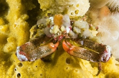 Sharp-nosed Crab (Scyra acutafrons) Sharp-nosed Crab (Scyra acutafrons)