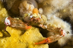 Sharp-nosed Crab (Scyra acutafrons) Sharp-nosed Crab (Scyra acutafrons)