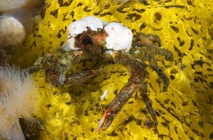 Sharp-nosed Crab (Scyra acutafrons) Sharp-nosed Crab (Scyra acutafrons)