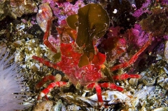 Northern Kelp Crab (Pugettia producta) Northern Kelp Crab (Pugettia producta)