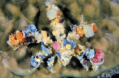 Decorator Crab (Camposcia retusa) Decorator Crab (Camposcia retusa)