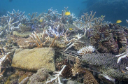 Acropora corals growing on artificial reef structure placed on reef flat near resort island. Acropora corals growing on artificial reef structure placed on reef flat near resort island.