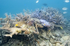 Acropora corals growing on artificial reef structure placed on reef flat near resort island. Acropora corals growing on artificial reef structure placed on reef flat near resort island.
