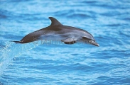 Atlantic Spotted Dolphin (Stenella frontalis) Atlantic Spotted Dolphin (Stenella frontalis)