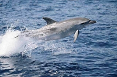 Atlantic Spotted Dolphin (Stenella frontalis)