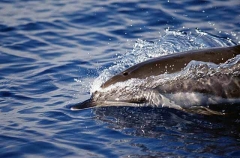 Atlantic Spotted Dolphin (Stenella frontalis) Atlantic Spotted Dolphin (Stenella frontalis)