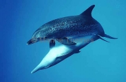 Atlantic Spotted Dolphins (Stenella frontalis) Atlantic Spotted Dolphins (Stenella frontalis)
