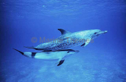 Atlantic Spotted Dolphins (Stenella frontalis) Atlantic Spotted Dolphins (Stenella frontalis)