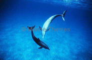 Atlantic Spotted Dolphins (Stenella frontalis) Atlantic Spotted Dolphins (Stenella frontalis)