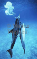 Atlantic Spotted Dolphins (Stenella frontalis) Atlantic Spotted Dolphins (Stenella frontalis)