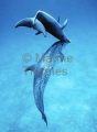 Atlantic Spotted Dolphins (Stenella frontalis) Atlantic Spotted Dolphins (Stenella frontalis)