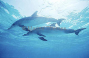 Atlantic Spotted Dolphins (Stenella frontalis) Atlantic Spotted Dolphins (Stenella frontalis)