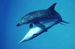 Atlantic Spotted Dolphins (Stenella frontalis)
