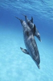 Atlantic Spotted Dolphins (Stenella frontalis) Atlantic Spotted Dolphins (Stenella frontalis)