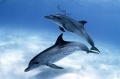 Atlantic Spotted Dolphins (Stenella frontalis) Atlantic Spotted Dolphins (Stenella frontalis)