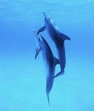 Atlantic Spotted Dolphins (Stenella frontalis) Atlantic Spotted Dolphins (Stenella frontalis)