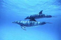 Atlantic Spotted Dolphins (Stenella frontalis) Atlantic Spotted Dolphins (Stenella frontalis)