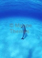 Atlantic Spotted Dolphin (Stenella frontalis) Atlantic Spotted Dolphin (Stenella frontalis)