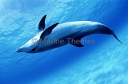 Atlantic Spotted Dolphin (Stenella frontalis)