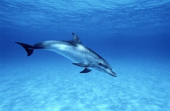 Atlantic Spotted Dolphin (Stenella frontalis) Atlantic Spotted Dolphin (Stenella frontalis)