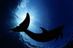 Atlantic Spotted Dolphin (Stenella frontalis) Atlantic Spotted Dolphin (Stenella frontalis)