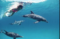 Atlantic Spotted Dolphins (Stenella frontalis) Atlantic Spotted Dolphins (Stenella frontalis)