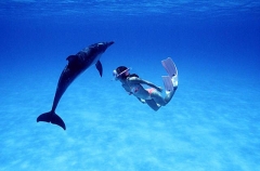 Atlantic Spotted Dolphin (Stenella frontalis) Atlantic Spotted Dolphin (Stenella frontalis)