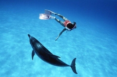 Atlantic Spotted Dolphin (Stenella frontalis) Atlantic Spotted Dolphin (Stenella frontalis)