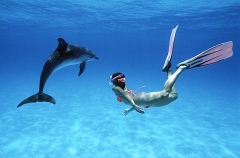 Atlantic Spotted Dolphin (Stenella frontalis) Atlantic Spotted Dolphin (Stenella frontalis)