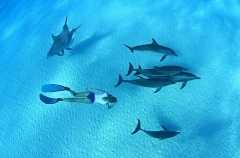 Snorkel diver with Atlantic Spotted Dolphins (Stenella frontalis) Snorkel diver with Atlantic Spotted Dolphins (Stenella frontalis)