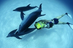 Atlantic Spotted Dolphins (Stenella frontalis) Atlantic Spotted Dolphins (Stenella frontalis)