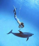 Atlantic Spotted Dolphin (Stenella frontalis) Atlantic Spotted Dolphin (Stenella frontalis)