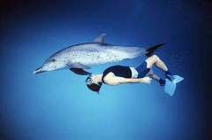 Atlantic Spotted Dolphin (Stenella frontalis) Atlantic Spotted Dolphin (Stenella frontalis)