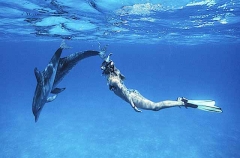 Atlantic Spotted Dolphins (Stenella frontalis) Atlantic Spotted Dolphins (Stenella frontalis)