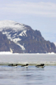 Thick-billed Murres (Uria lomvia) Thick-billed Murres (Uria lomvia)