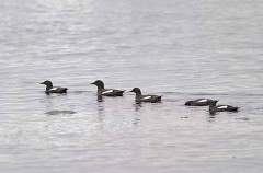 Black Guillemots (Cepphus grylle) Black Guillemots (Cepphus grylle)
