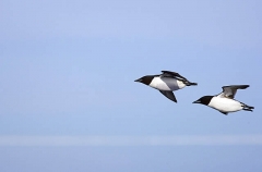 Thick-billed Murres (Uria lomvia) Thick-billed Murres (Uria lomvia)