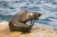 Australian Fur Seal (Arctocephalus pusillus doriferus) Australian Fur Seal (Arctocephalus pusillus doriferus)