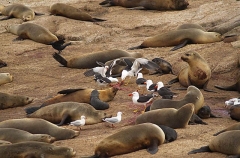 Australian Fur Seals (Arctocephalus pusillus doriferus) Australian Fur Seals (Arctocephalus pusillus doriferus)
