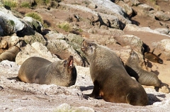 Australian Fur Seal (Arctocephalus pusillus doriferus) Australian Fur Seal (Arctocephalus pusillus doriferus)