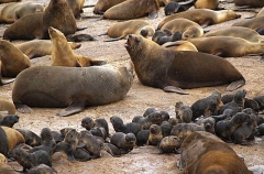 Australian Fur Seals (Arctocephalus pusillus doriferus) Australian Fur Seals (Arctocephalus pusillus doriferus)