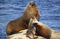 Australian Fur Seals (Arctocephalus pusillus doriferus)