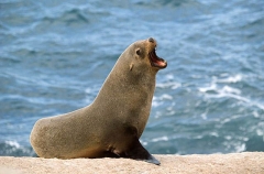 Australian Fur Seal (Arctocephalus pusillus doriferus)
