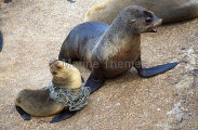 Australian Fur Seal (Arctocephalus pusillus doriferus) Australian Fur Seal (Arctocephalus pusillus doriferus)