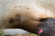 Australian Fur Seal (Arctocephalus pusillus doriferus) Australian Fur Seal (Arctocephalus pusillus doriferus)