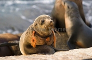 Australian Fur Seal (Arctocephalus pusillus doriferus) Australian Fur Seal (Arctocephalus pusillus doriferus)